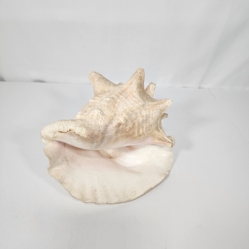 Large Natural Spider Conch Sea Shell Coastal Beach Nautical Decor 9 Inch